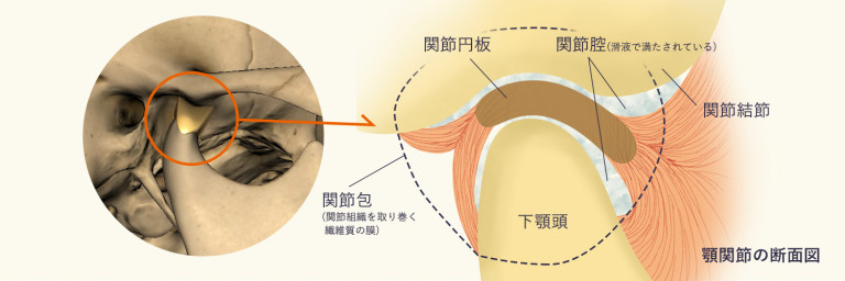 顎関節の構造 | 顎関節症をデジタルで治療する宇都宮の名取歯科医院 | 顎関節治療専門サイト